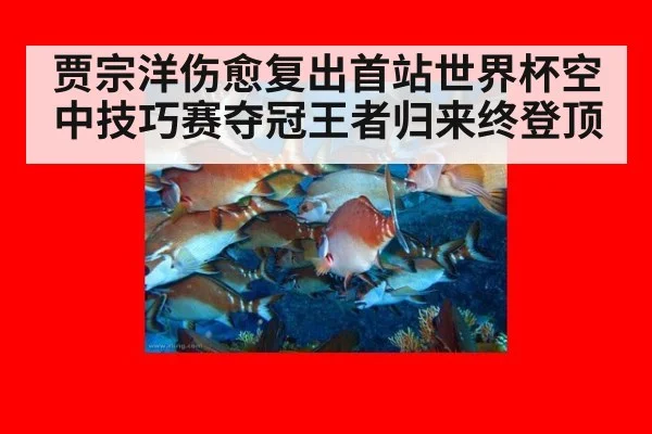 贾宗洋伤愈复出首站世界杯空中技巧赛夺冠王者归来终登顶